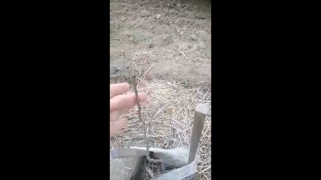 Фісташковий Сад на Одещині