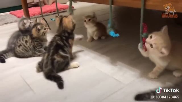 Schattige katten en kittens die grappige dingen doen (2020) schattige dieren смотреть онлайн