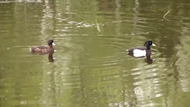 Хохлатая чернеть. смотреть онлайн