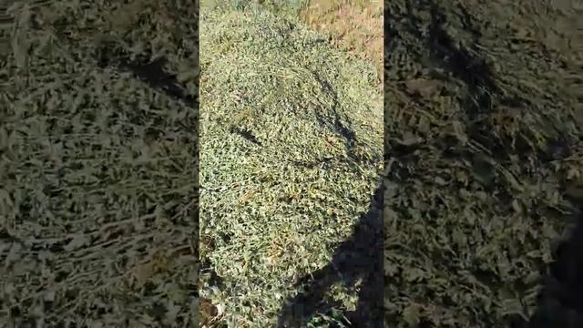 Травосмесь "Вердана" второй укос 1 сентября 2017 г Татарстан смотреть онлайн