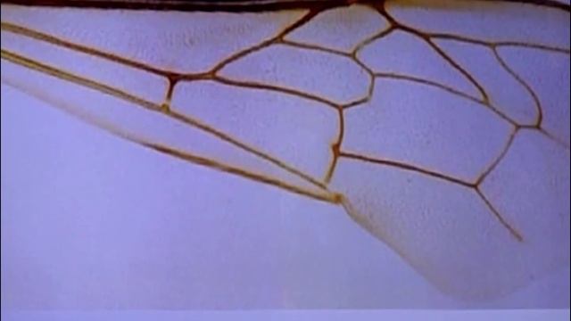 Определение породы пчёл с помощью морфометрии крыла смотреть онлайн