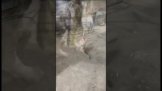 🇺🇸АМЕРИКАНСКИЙ БУЛЛИ,ОПИСАНИЕ ПОРОДЫ #кемерово смотреть онлайн