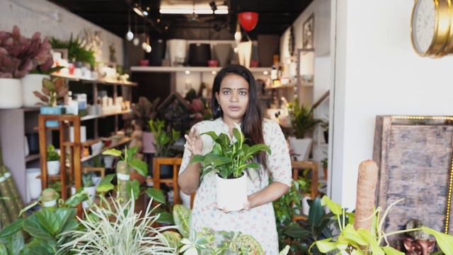 Peace Lilly care and propagation | Malayalam | Indoor Plants смотреть онлайн