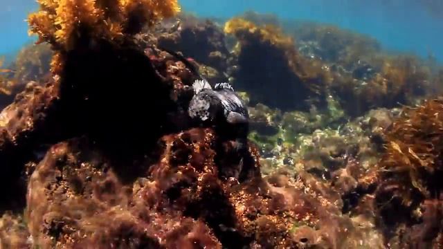 Топ 10 самых необычных ящериц в мире смотреть онлайн