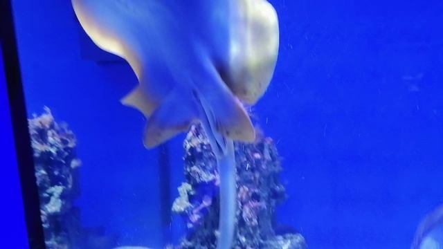 скат ! Просто скат! смотреть онлайн