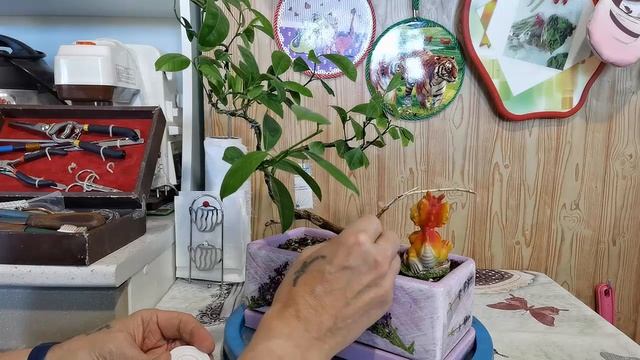 5.Обрезка бонсай в январе Дракон часть 5