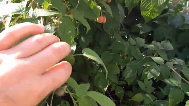 Ремонтантная малина "БАБЬЕ ЛЕТО". Второй год плодоношения. смотреть онлайн