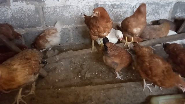 Цыплята первый раз пробуют яичную скорлупу, очень смешно ведут себя) смотреть онлайн