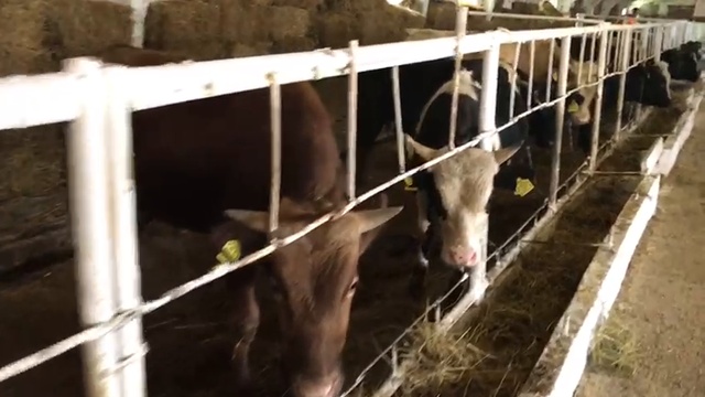 Быки на откорме весом от 230 кг и до 340 кг. +79656176005 WhatsApp пишите. смотреть онлайн