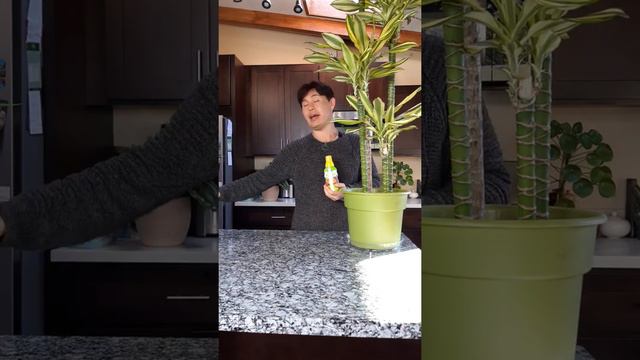Dracaena steudnerii - Steudner's Dragon Tree 'Sol' смотреть онлайн