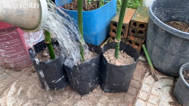 Growing Bamboo From Cutting-Best Way To Grow Bamboo Shoot Fast And Easy (Part 1)