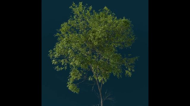 Forestation animation leaves смотреть онлайн