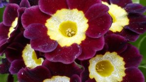 Посадите эту ПРИМУЛУ в саду! Самый красивый ПЕРВОЦВЕТ-УШКОВАЯ ПРИМУЛА/АУРИКУЛА/