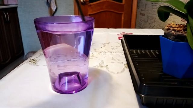 Полив ОРХИДЕИ с препаратом Жива. Полив после пересадки орхидеи смотреть онлайн