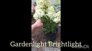 Гортензия Gardenlight Brightlight