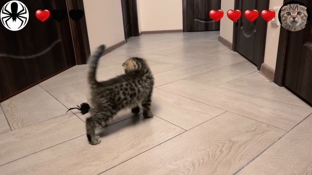 Cat vs Spider - My kitten goes through a 3 levels game смотреть онлайн