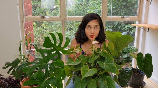 Anthurium andraeanum: Dia 23 de 30 (30 dias de planta) смотреть онлайн