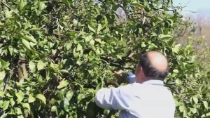 მანდარინის ბუჩქის გასხვლა / Обрезка куста мандарина