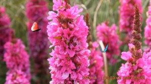 Дербенник иволистный Роберт (robert) ? обзор: как сажать, рассада дербенника Роберт