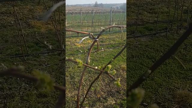 Malina letnia odmiana Laszka смотреть онлайн