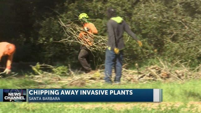 020823 DOUGLAS PRESERVE WOOD CHIPPING INVASIVE PLANTS смотреть онлайн