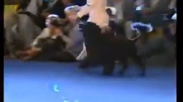 Best in Group 8 - World Dog Show амкокер-спаниель смотреть онлайн