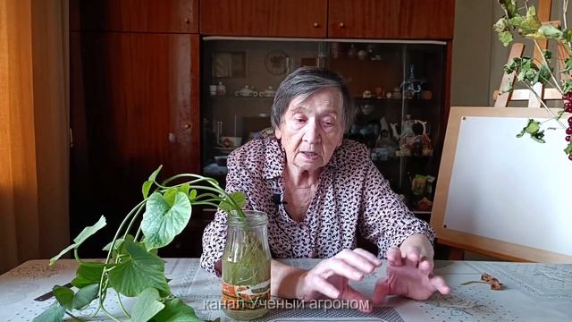 Батат это вьюнок ипомея смотреть онлайн