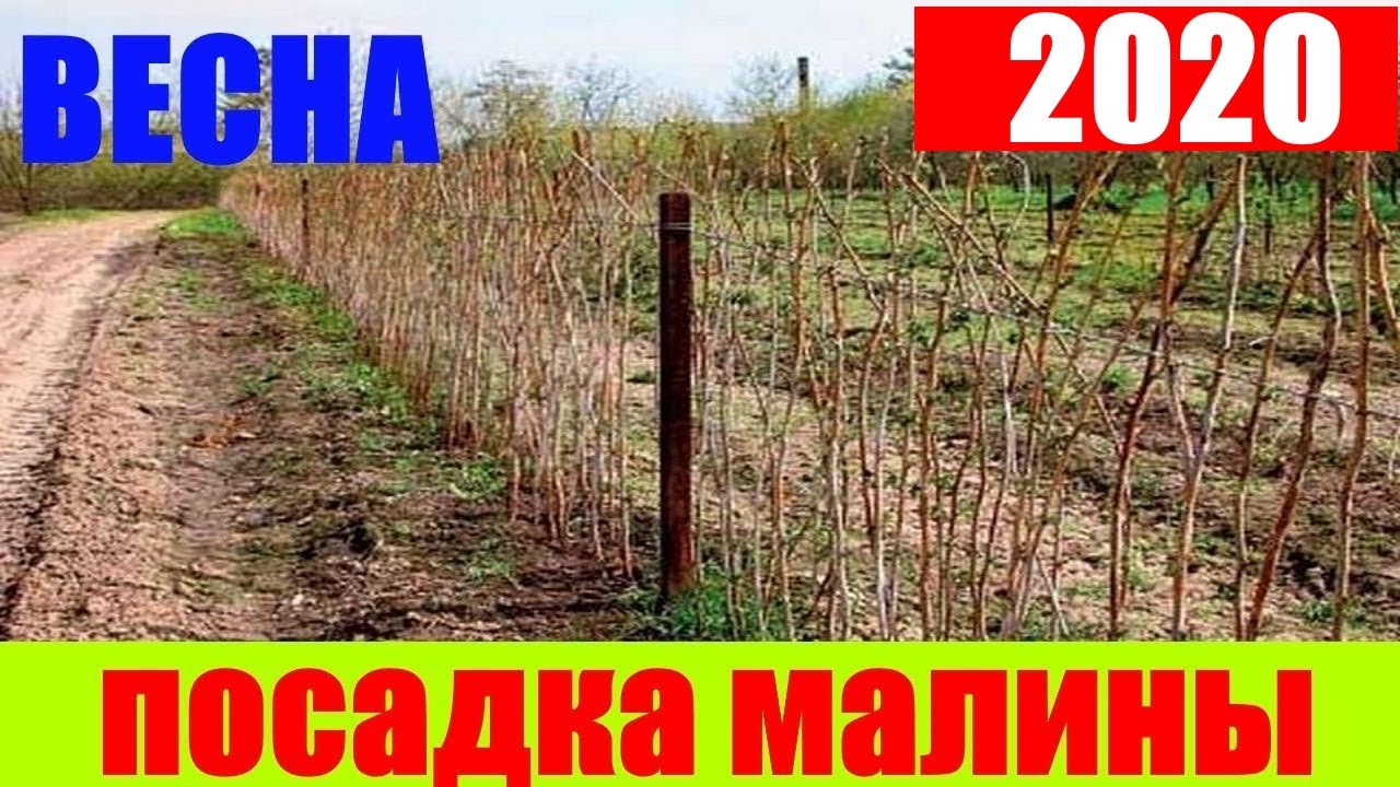Как посадить малину весной || посадка малины весной видео || малина посадить || малина саженец смотреть онлайн