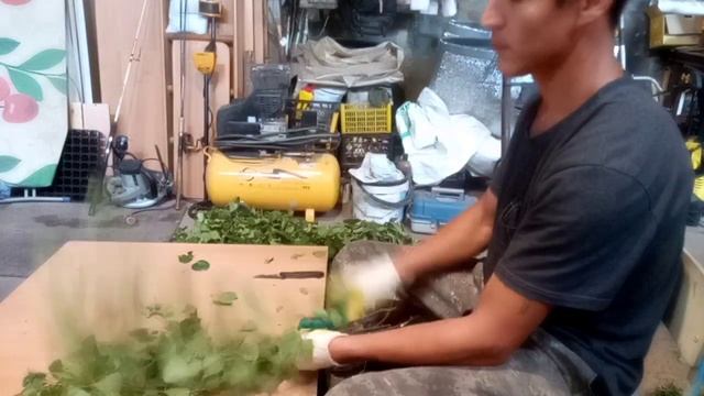 Сезон веников открыт!! Заготовка берёзовых веников. смотреть онлайн