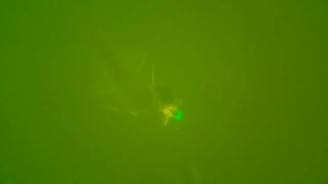 Silurus Glanis Underwater Live Bait Fishing October Mix смотреть онлайн