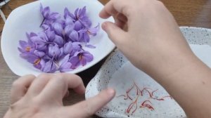сбор и сушка шафрана в домашних условиях