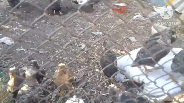 Брат привёз цветные яйца. Голубые , зелёные , коричневые и салатовые. смотреть онлайн