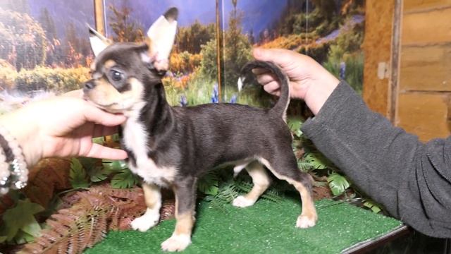 #ПРОДАЮ_щенка_ЧИХУАХУА Др 04/07/2022 #голубой_триколор_окрас Мари Мистик Чинзано #ЦЕНА_чихуа 120 тр смотреть онлайн