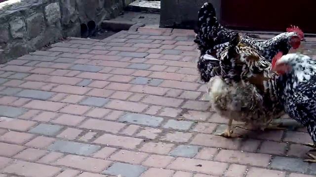 семья ливенских ситцевых смотреть онлайн