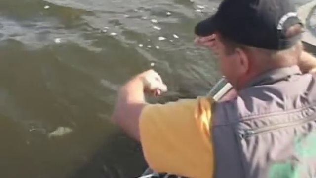 Ловля леща на бортовые удочки смотреть онлайн