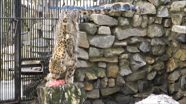 Снежный барс Ишим 05.04.2022 смотреть онлайн