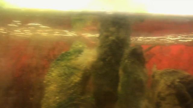 Freaky Creature Swimming Around My Tank! смотреть онлайн