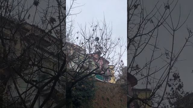 Белки в городе. Италия. Как прыгают белки по деревьям. смотреть онлайн