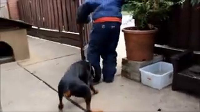 Doberman dog under training смотреть онлайн