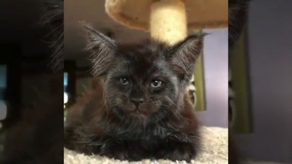 Кот с "человеческим лицом". Cat with a "human face"