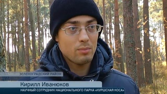 Кабан напал на человека смотреть онлайн