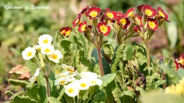 Пять лучших многолетников второго плана для сада. смотреть онлайн