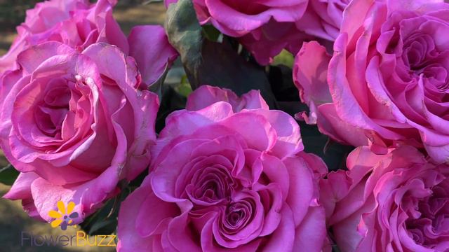 Rose Ashley смотреть онлайн