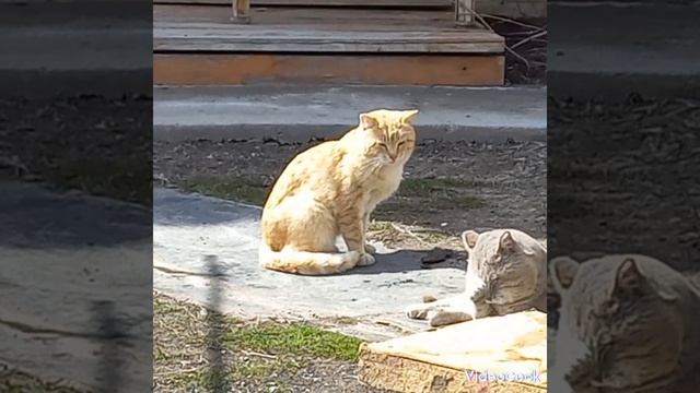 Опять зима...Пасха... смотреть онлайн