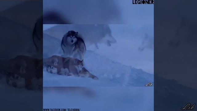 Слепому не покажешь, глухому не расскажешь, глупцу не докажешь смотреть онлайн