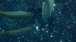 Голубая планета 2 3 серия «Коралловые рифы» (документальный сериал, 2017)