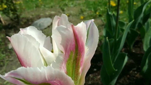 Тюльпаны Касабланка -Махровые поздние тюльпаны(пионовидный тюльпан). смотреть онлайн