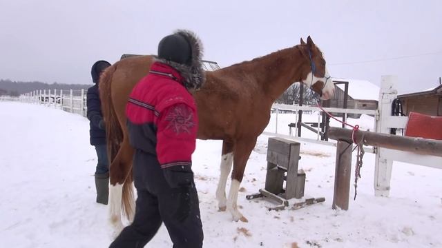 Тест коня на продажу. Движения. Проверка на заездку. смотреть онлайн