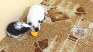 Первое  Знакомство свинок Сени и Умки / Алиса Изи Петс / Alisa Easy Pets