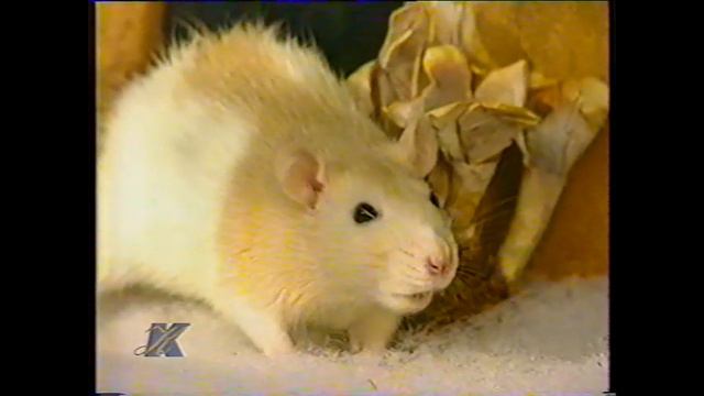 хомяк хома 14 смотреть онлайн